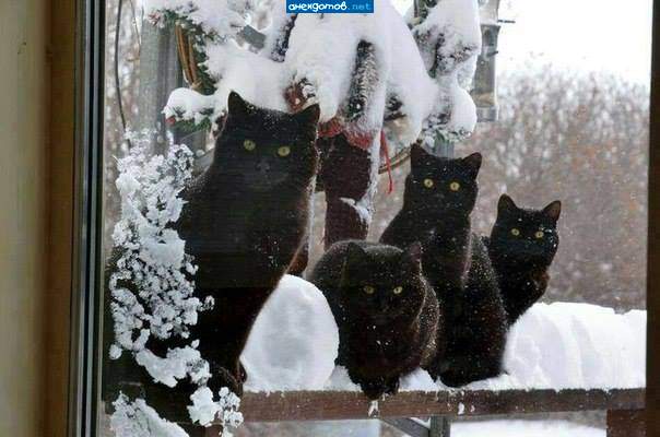 Банда Черная Кошка