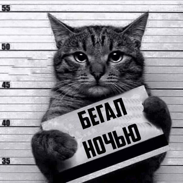 Хозяин -то у меня стукачок