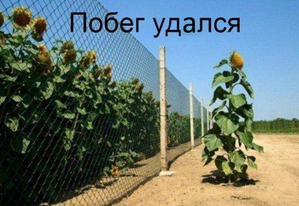 Свобода!