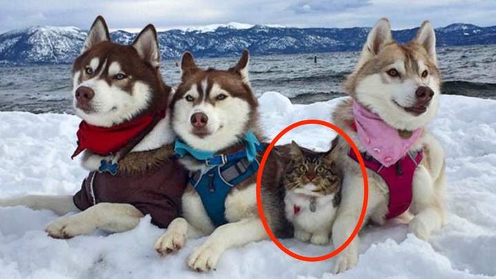 "Ездовой кот"