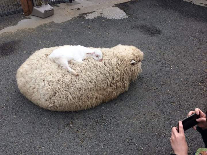 А ничего, что это козленок?