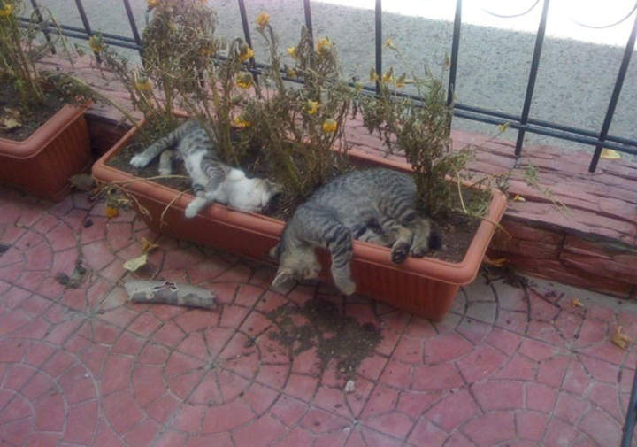 Вы что, котов не видели? Живые коты еще не так спят!