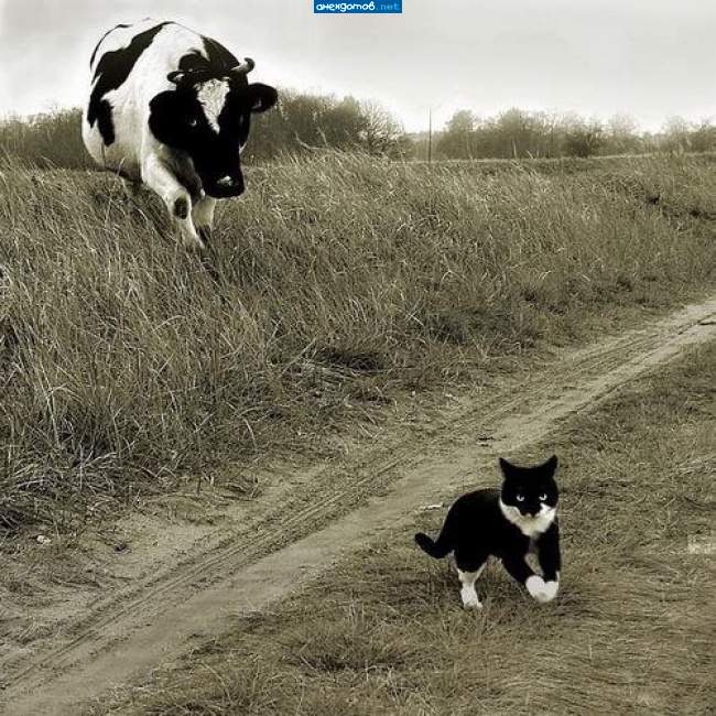 Гаврюша,за мной!