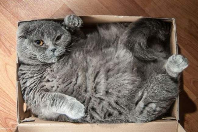 Как поймать кота? Возьмите коробку. Ждите.