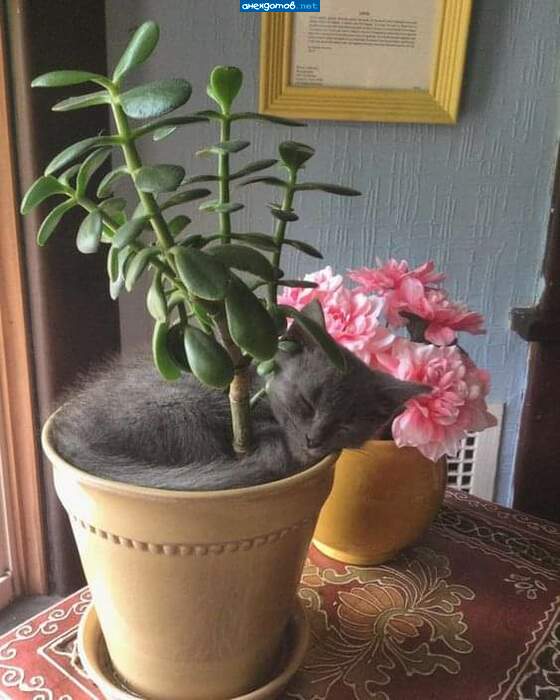 Заземлился