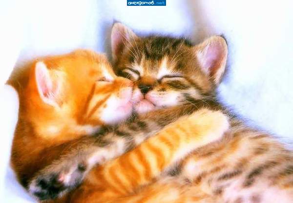 Котик мой, обниму тебя и никуда не отпущу)Люблю тебя,мой милый
