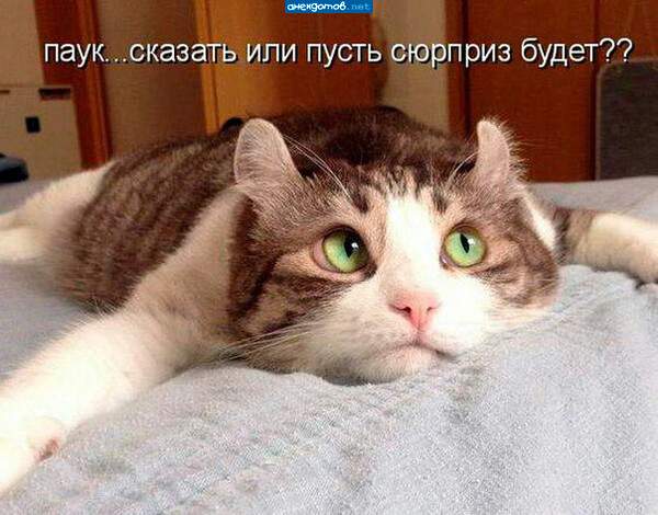 Сурприз