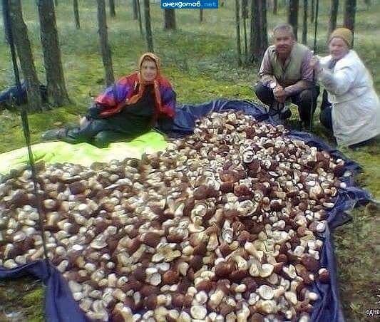 Четвертый день они не могли выйти из леса- грибы не отпускали