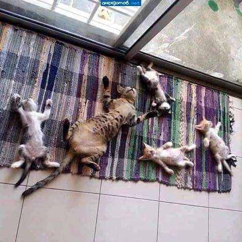 Яблоки от яблони...