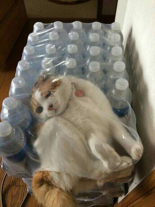 УпаКотка