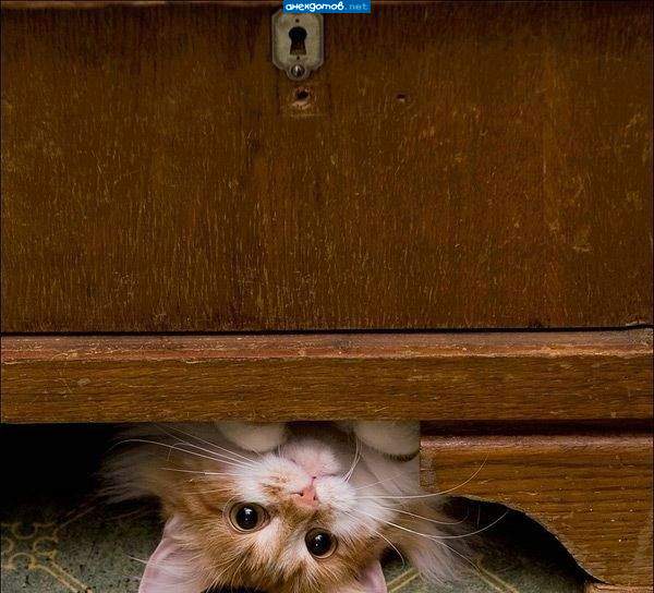"Никого нет дома!"