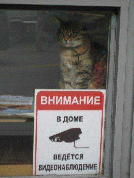 ... и непрошеные гости атакуются боевым котом!!!
