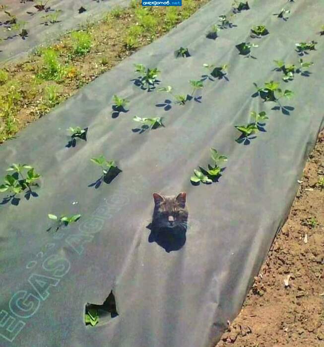 Кота звали Сельдерей