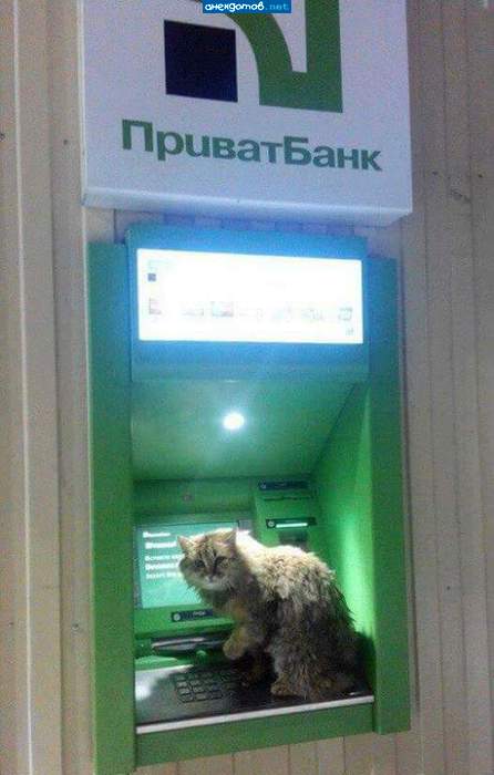 Пин кот