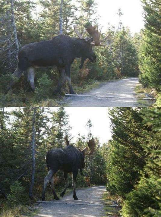 Да-а, могучий и красивый!
