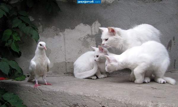- Пацаны, это курица? - Дурак, это хавается