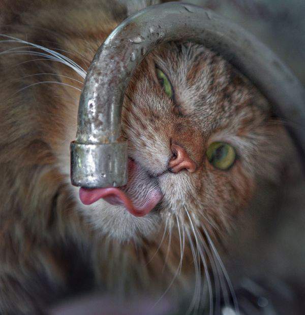Если в кране нет воды - значит, выпили коты!