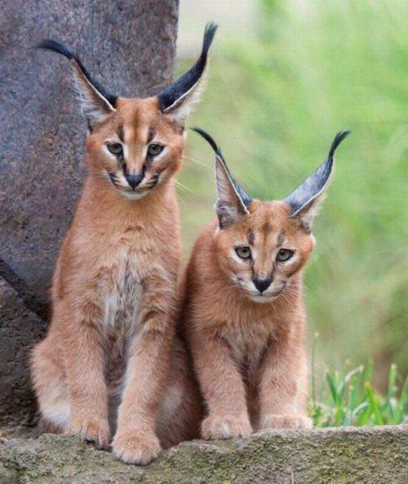 эльфийские кошки