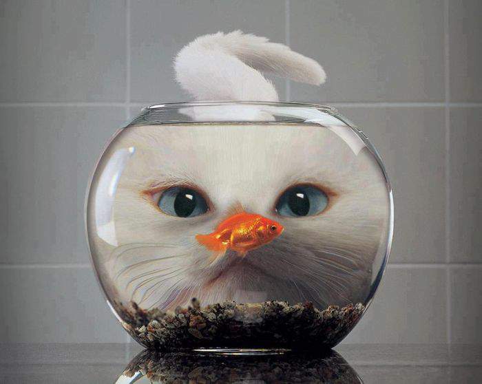 Чудо-юдо-рыба-кот.