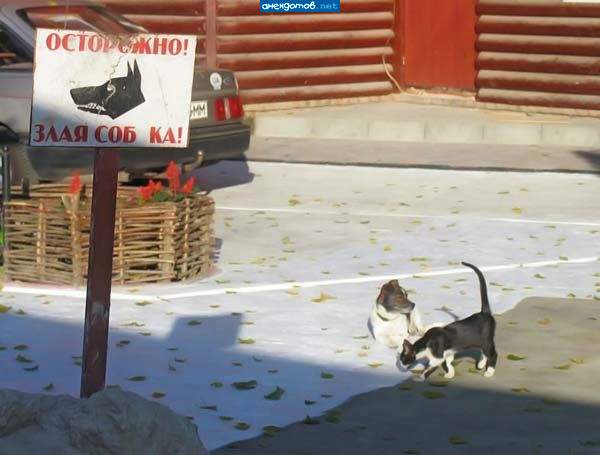 Злая, но только на тех, кто читать умеет