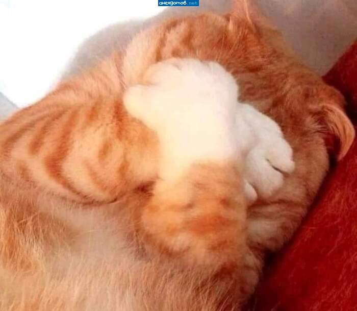 Кузенька спрятался
