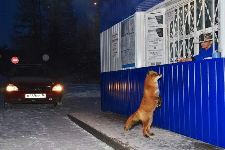 - Девушка, мне пару колобков и зайца! Шоколадного!