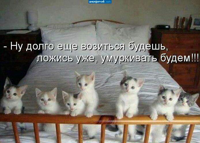Модератор которую неделю пытается раздать котят своей кошки...