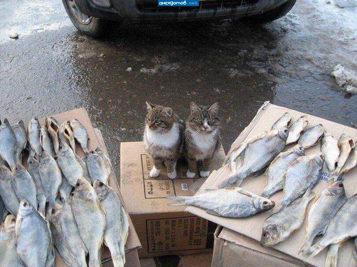 Рыбнадзор