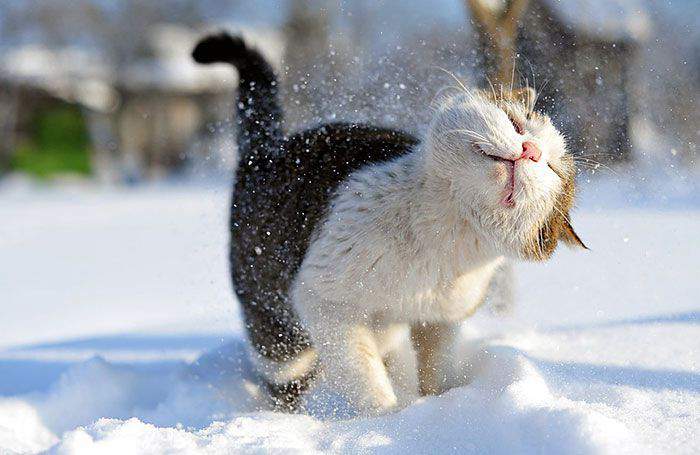 Зима. Котейко торжествуя...