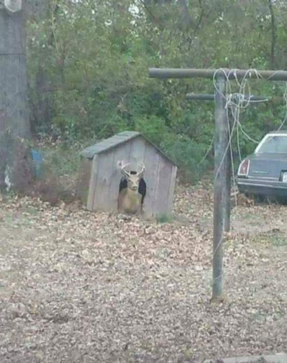 Ну, допустим гав?