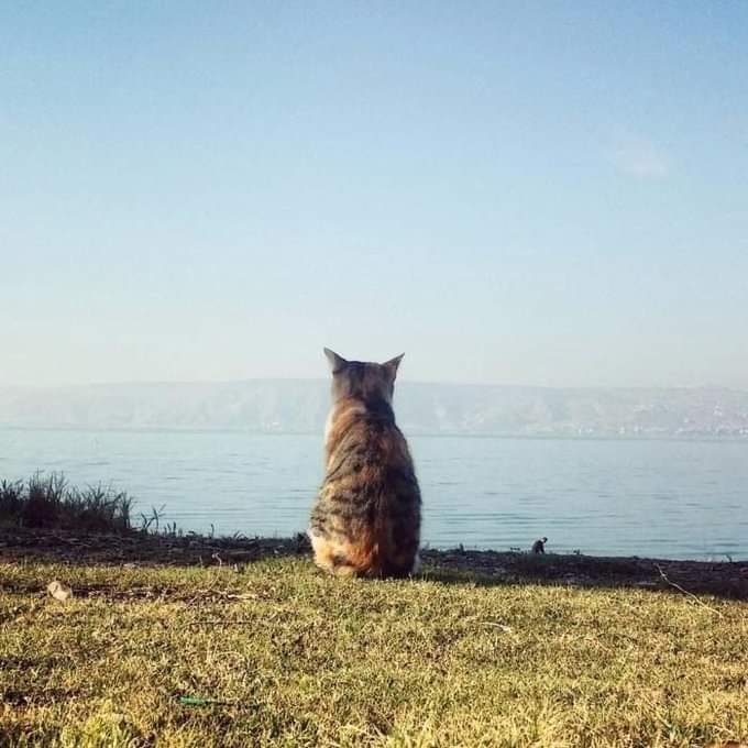 кошка Кончиты тоже ждала его 35 лет
