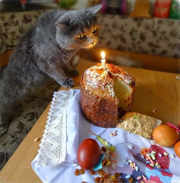 "Пасхальный котик"