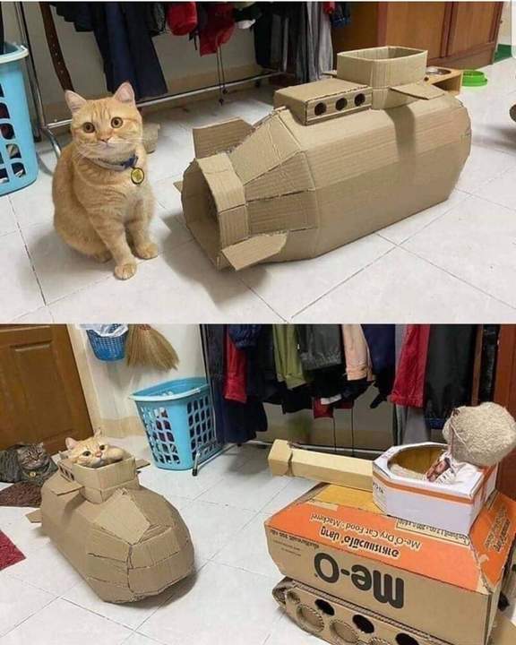 "коробка для агрессивного кота"