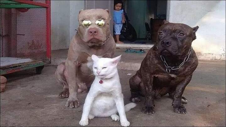 "Крестный котец"
