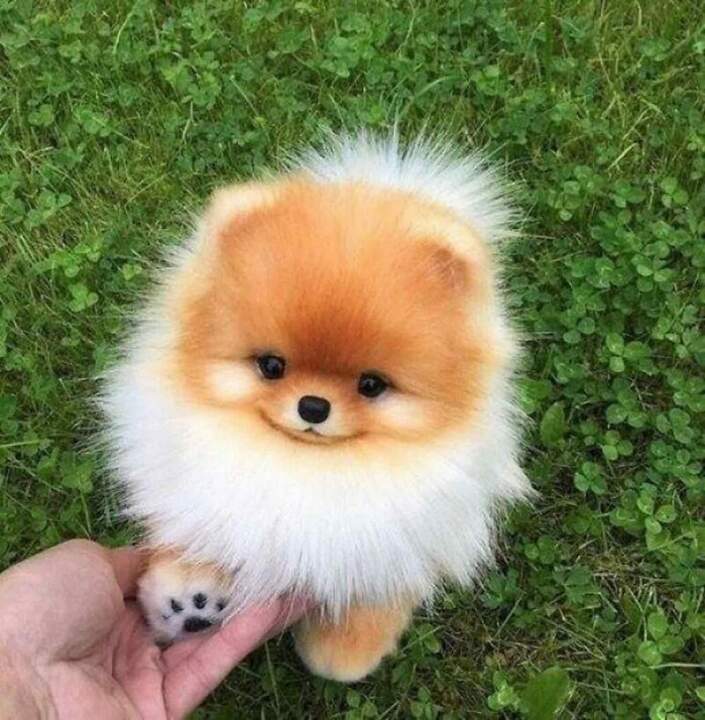 Небритый колобок