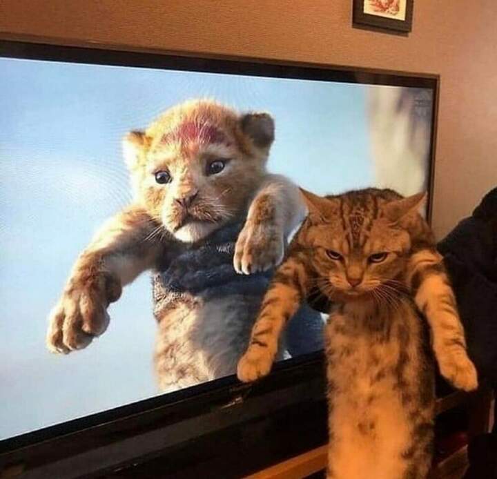 "Кот круче."