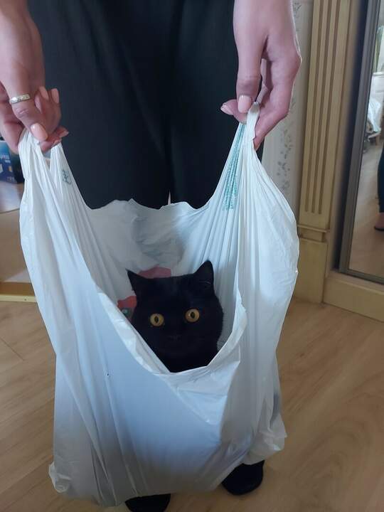 "Кот в мешке"