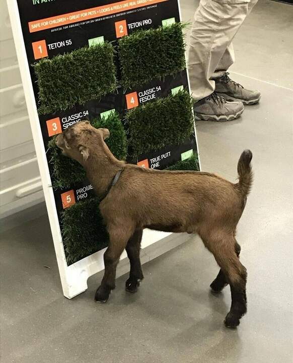 Дегустация