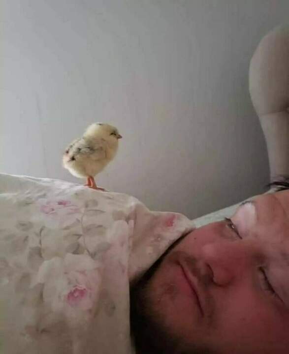 А где белка?...
