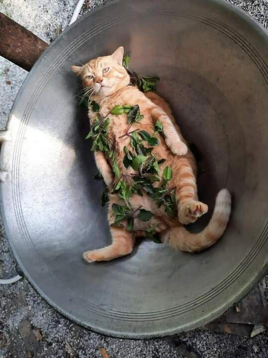 Суп с котом