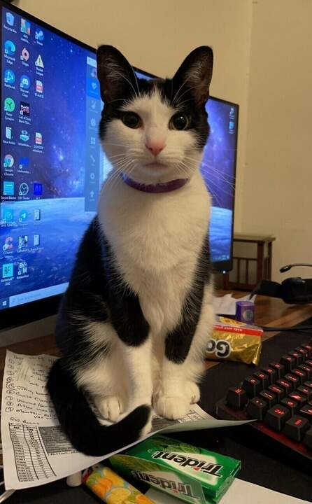 Надоели коты? Брысь отсюда!