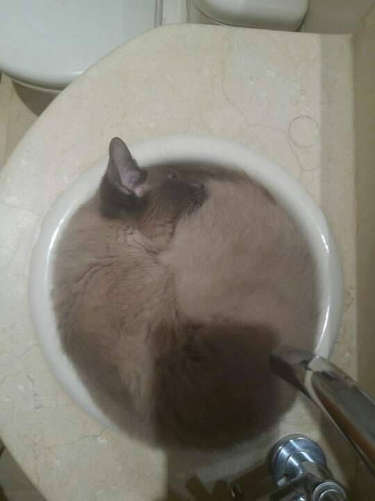 Пятое агрегатное состояни: котэ.