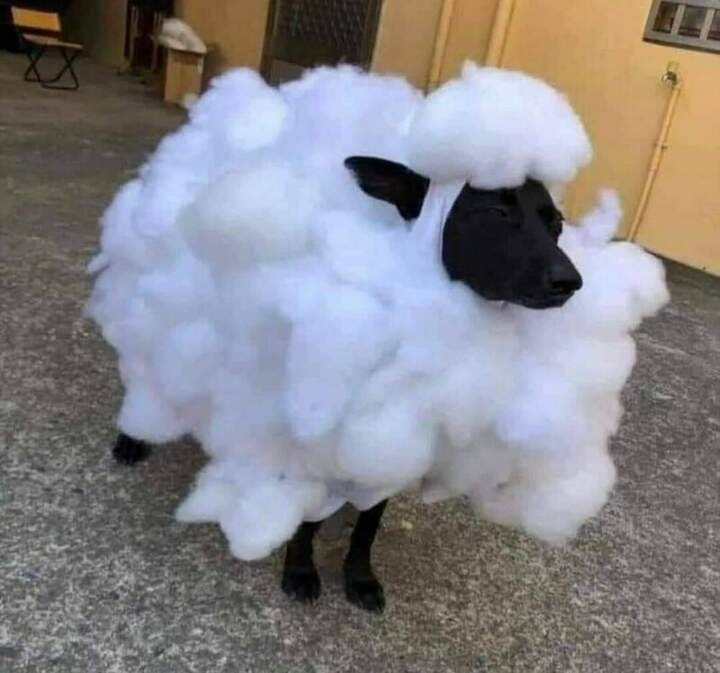 Пёс в овечьей шкуре