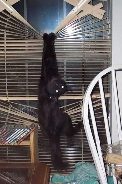 Õàíà Êîòå