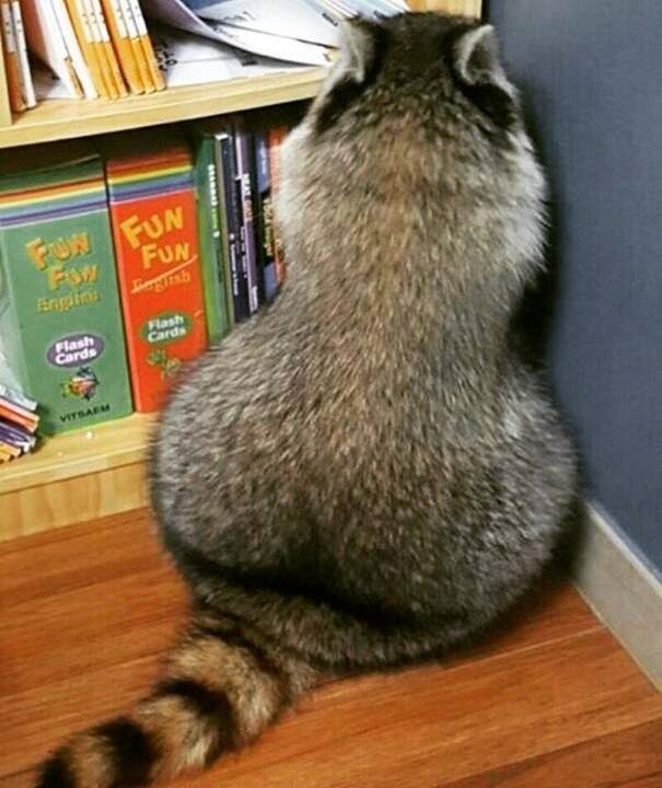 Вуглускр