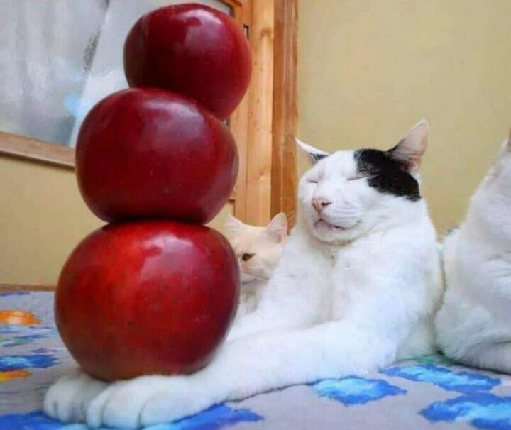Кошачий дзен