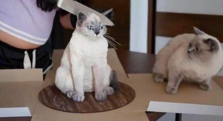 Котику психику поломали (