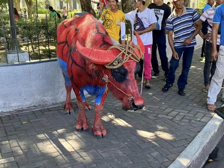 Удобно, сразу и схема разделки нарисована.
