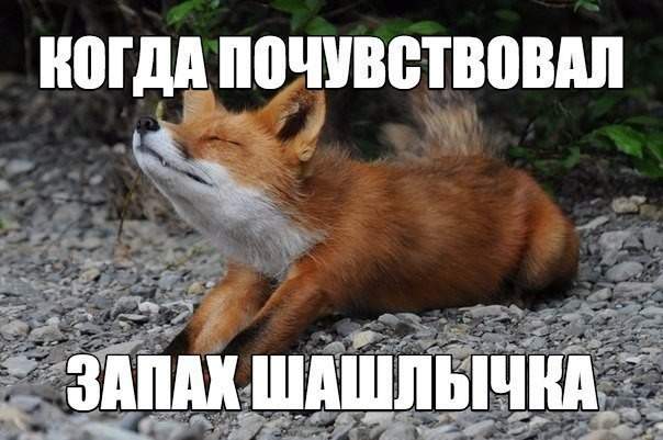 кайфует.ветеринары знают,что бешенство среди лис встречается много чаще,чем кайф.