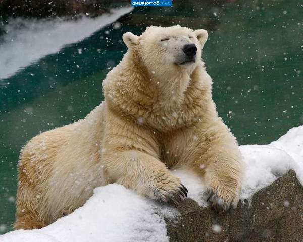 Особенно вкусными бывают фотографы...